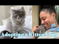 I GOT A KITTEN! | THE FIRST FEW DAYS, ADOPTION STORY, NAME REVEAL