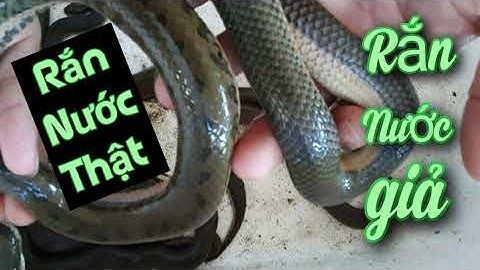 cách phân biệt rắn nước miền bắc thật và  rắn nước miền bắc giả kinh tế thấp