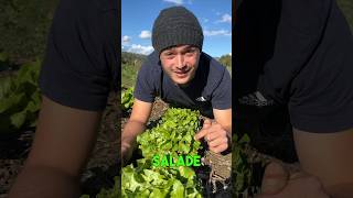 Planter ses salades 🌱👨‍🌾 #salades #jardinage #permaculture #potager #astuce #legumes
