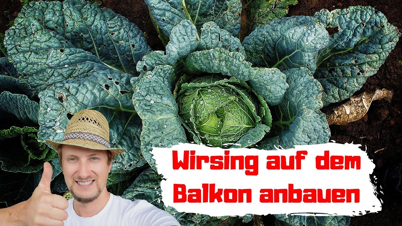 Wirsing anbauen auf dem Balkon 🔴 Mein erster Versuch - YouTube