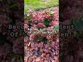 #1 Tip for a New Gardener! #gardening #februarychallenge #flowers #sedum @ProvenWinnersYouTube