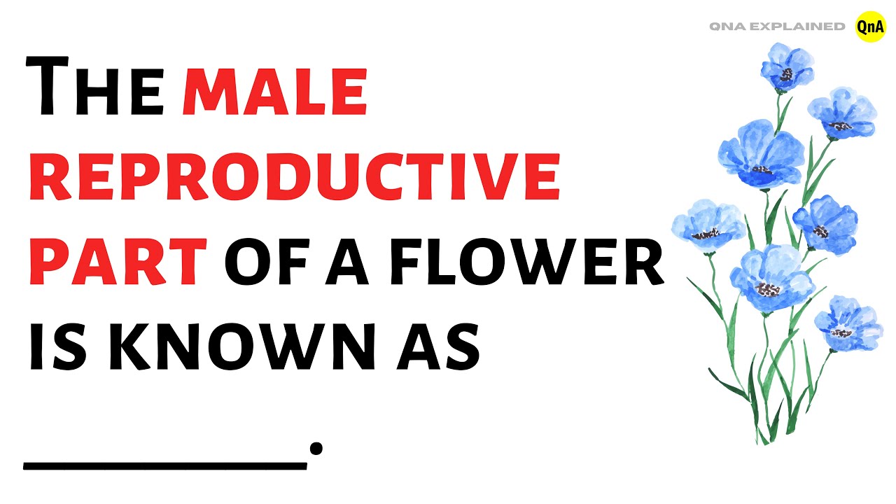 The male reproductive part of a flower is known as - QnA Explained ...