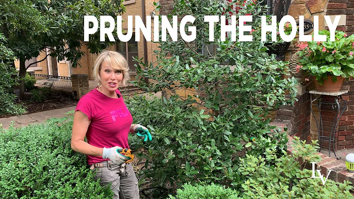 How to Prune Holly