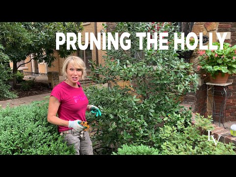 How to Prune Holly