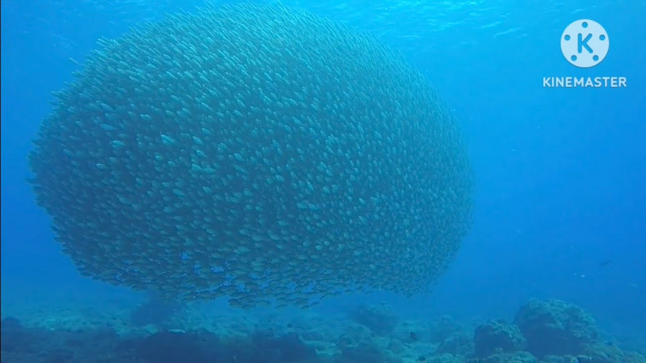 Marine Life Marvels: Learn Why Fish Swim Together in These Stunning ...