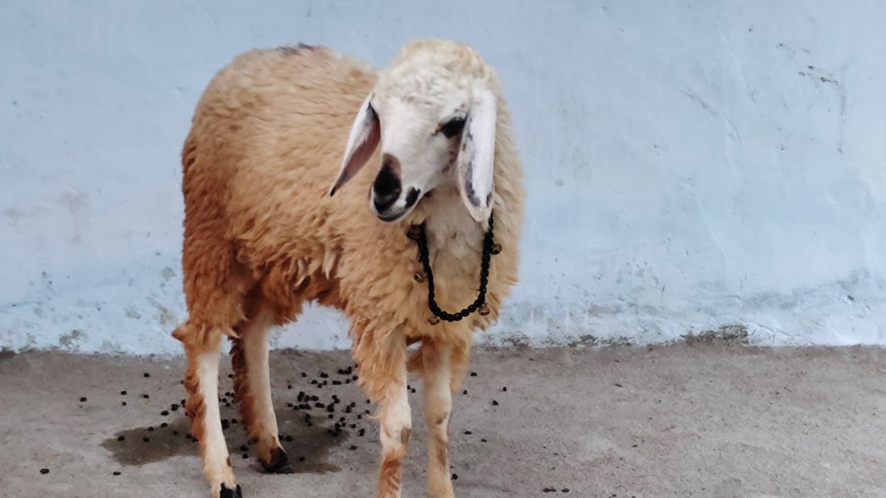 female baby sheep in Hyderabad dumba Maadi in first lancer Hyderabad