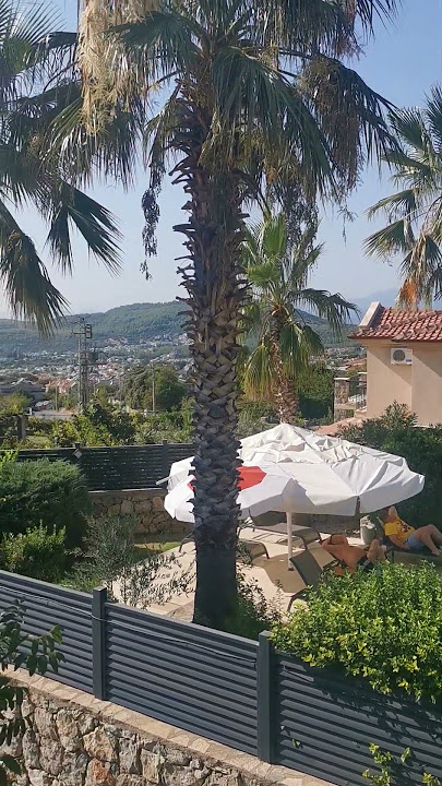 WISH I Had Washingtonia Palm Trees THIS Size in my UK Tropical Garden🤩 #plants #palm #tropicalplants