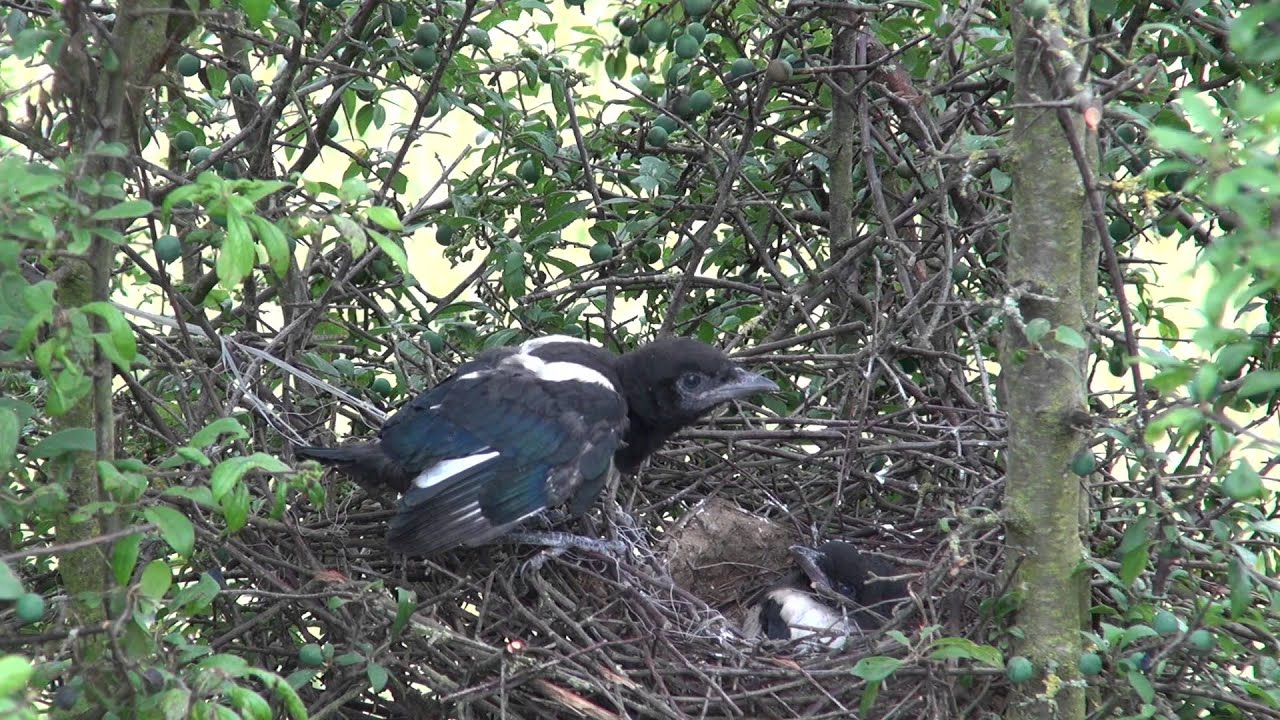 La pie bavarde seconde partie