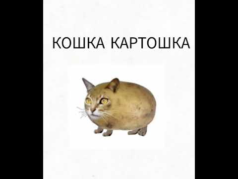 Кошка Картошка Фото