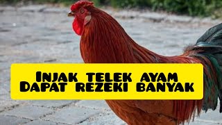 MITOS FAKTA MIMPI MENGINJAK KOTORAN AYAM DAPAT REZEKI BANYAK