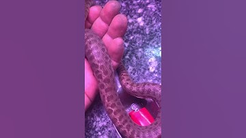 Stimpson’s python shed