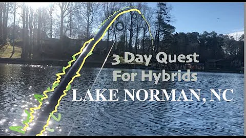 MONSTER HYBRIDS at LAKE NORMAN, NC, January, from Pittsburgh, PA