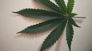 Grow Your Own Weed #grow Og Kush Mac Updates #medicalgrow #cannabisgrowers