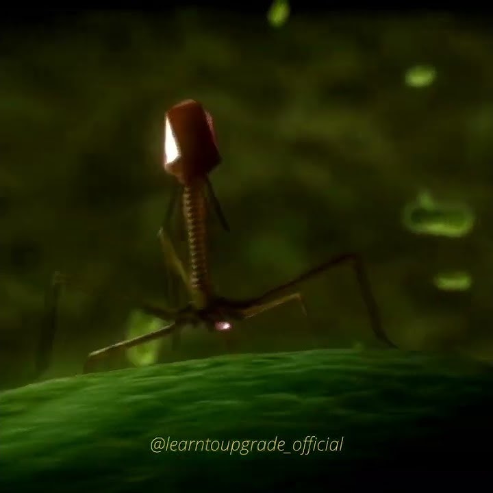 Deadliest Virus on the planet Earth - The Bacteriophage T4.