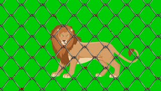 Lion Green Screen | Lion Green Screen Video | Green Screen Background | Green Screen Animation