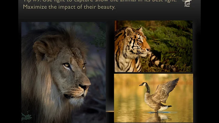 10 Wildlife Photography Composition Tips By Kathle...