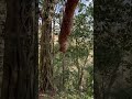 പുള്ളിയാനി | Water tree | chimminy wild life sanctuary | Trekking | Forest Trekking