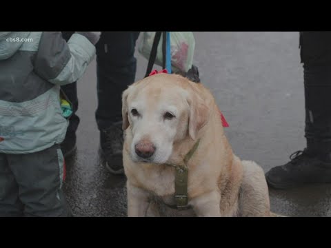 Koliko je životinja spasilo humano društvo?