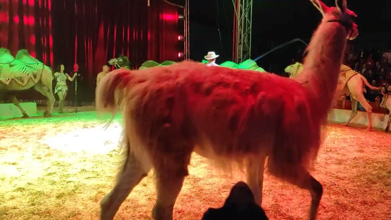 Cirkus Aleš-Nitra Klokočina 