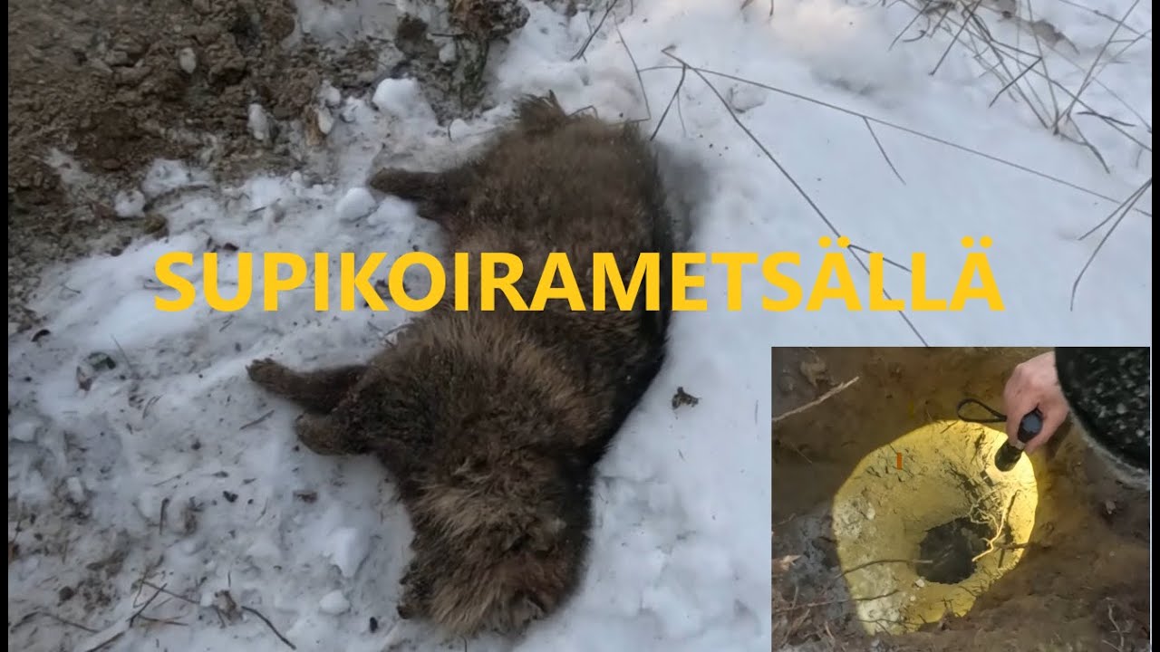 Supikoirajahdissa 31.1.2026