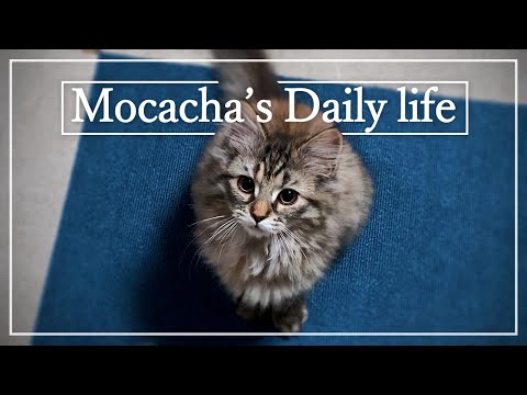 サイベリアンの子猫、『もかちゃの日常』ショートムービー