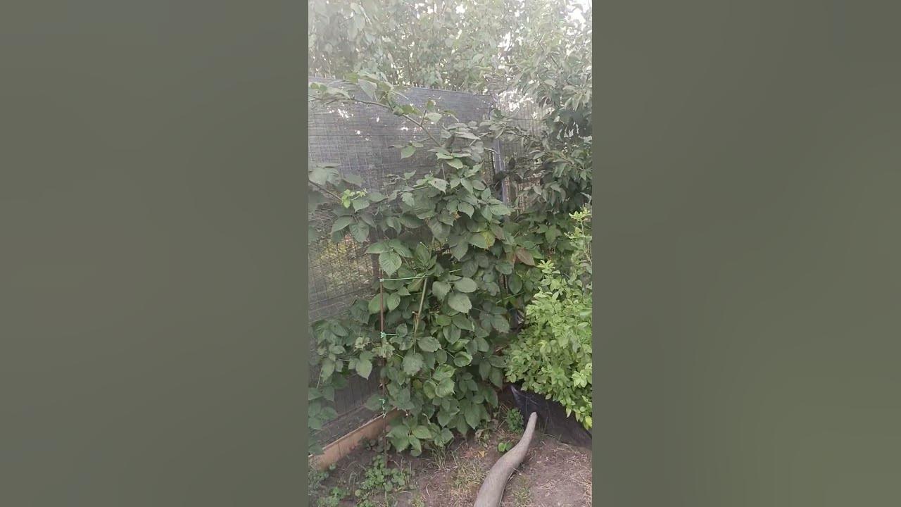 Ежевика на четвертый год оставляю на ягоду. #дача #москва #омск # ...