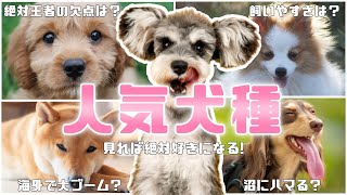 【2023】人気犬種ランキングTOP10見れば絶対好きになる王者たちの魅力