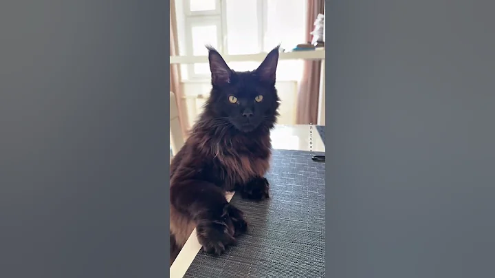 Video 10448411: mainecoon cutecat funnycats, mainecoon catlover funnycats, cat funny adorable