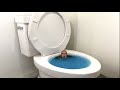 Worlds largest toilet blue swimming pool compilation