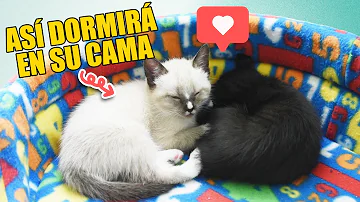 ¿Cuál es el mejor lugar para colocar una cama para gatos?