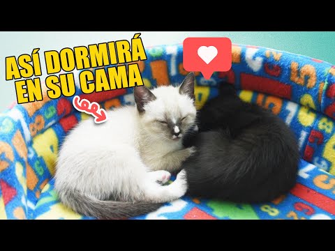 Video: 5 cuentas de Instagram que los amantes de los gatos deberían seguir