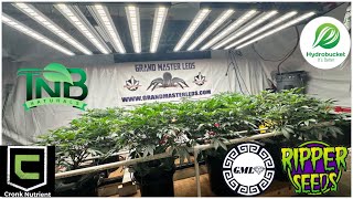 Ripper Seeds GMO x Animal Cookies in RDWC under dual @grandmasterlevel Master Bloom 6 reds