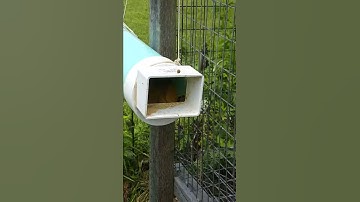 Dry substitute pollen feeder