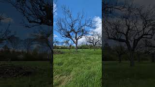 Obstbaumschnitt Im Zeitraffer Vernachlässigten Apfelbaum Richtig Schneiden
