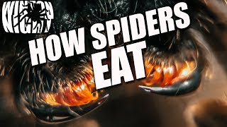 Spiders in Australia - How does a Spider EAT? (Huntsman) Ep 3