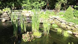 Koi / Fish Pond and a peek at our backyard