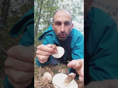 Vídeo: Cogumelo Boletus: uma descrição de onde cresce e quando coletar