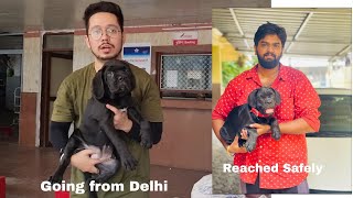 Cane Corso Breeders in India All About Italian Mastiff Doggies Divine by Doggies Divine 1,649 views 1 year ago 3 minutes, 10 seconds