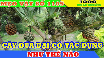 Cây dứa dại có tác dụng như thế nào đối với con người ? Mẹo chữa bệnh từ cây dứa dại