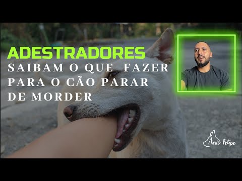 Vídeo: Os cães devem pular?