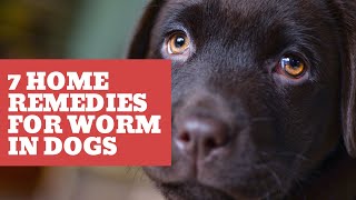 7 home remedies for worms in dogs by Official Aidpets 119,531 views 3 years ago 4 minutes, 26 seconds