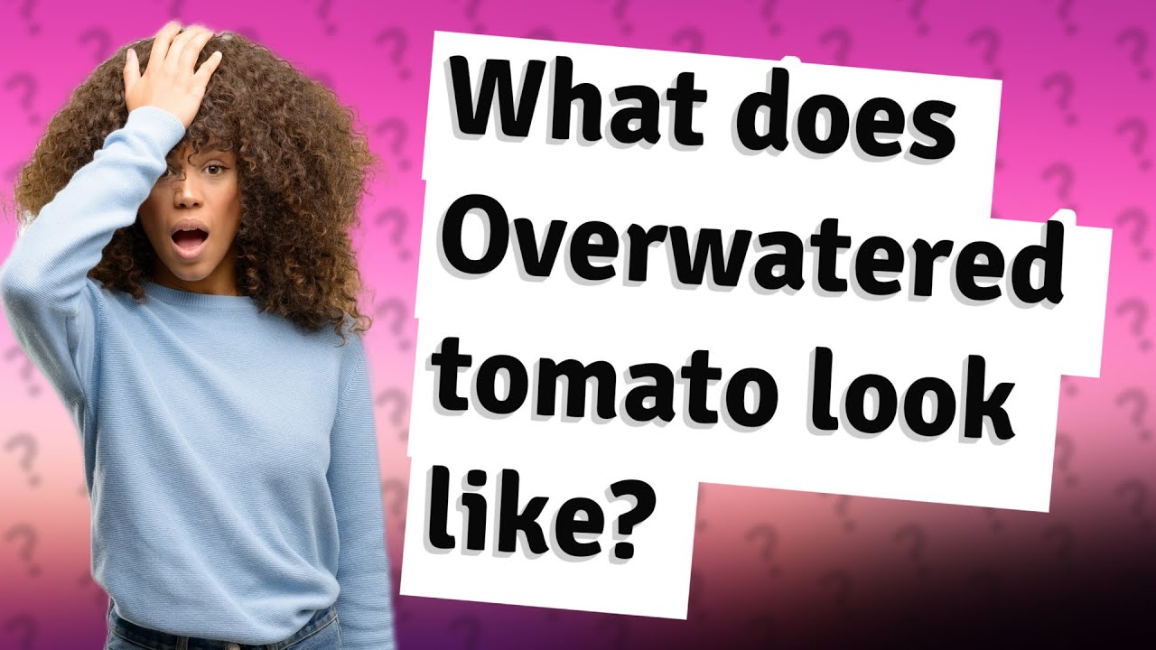 What does Overwatered tomato look like? YouTube