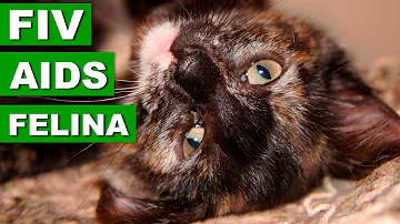 Quanto può vivere un gatto con la FIV?