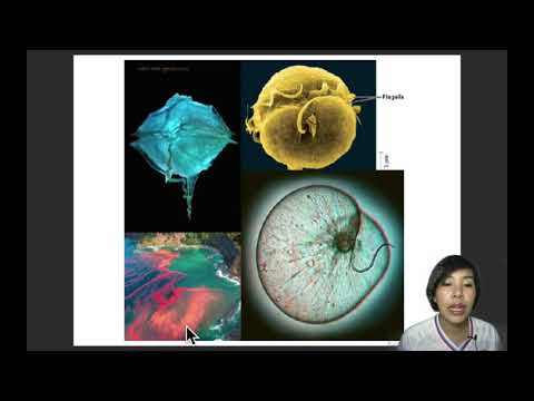 วีดีโอ: อะมีโบซัวเป็น heterotrophic หรือไม่?