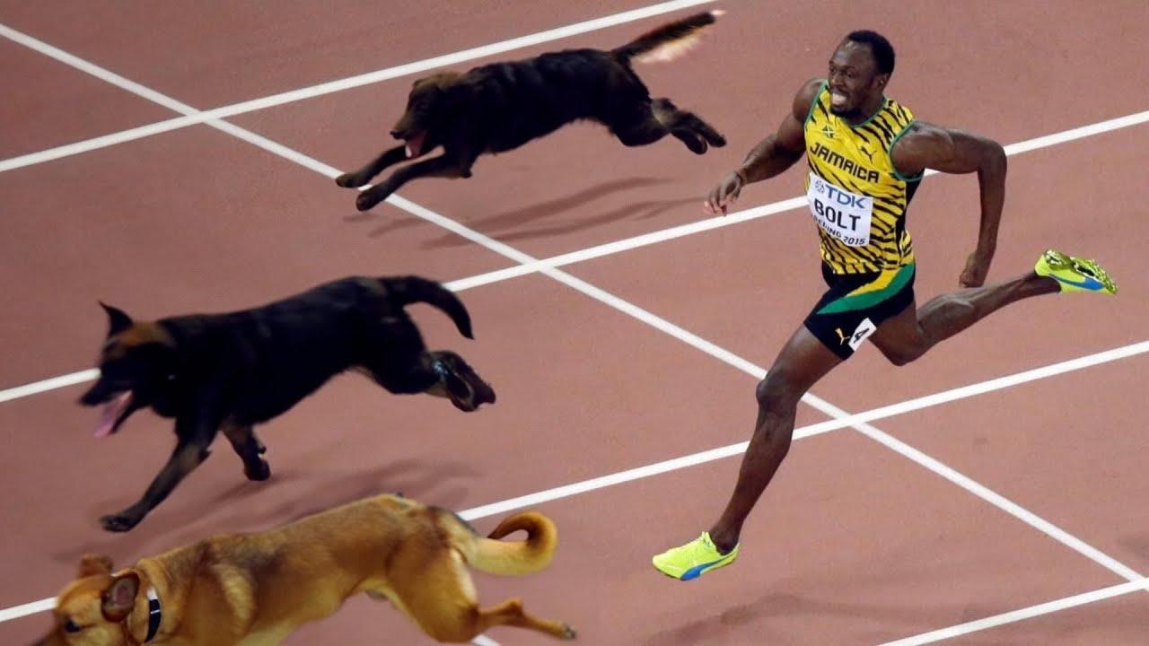 can usain bolt outrun a dog