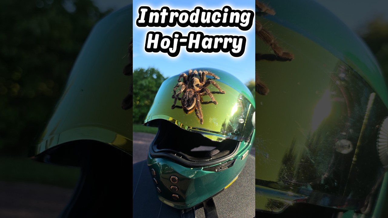Introducing - Hoj-Harry!! #automobile #mc #bikelife