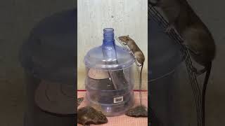 Best Mouse Trap Idea/Good Rat Trap At Home #Mousetrap2022 #Rat #Rattrap