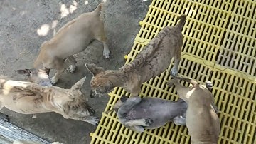 Chia sẻ kinh nghiệm cách nhận biết giống chó phú quốc