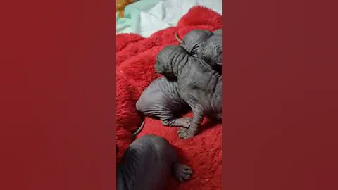 Video 1210921: canadian sphynx, newborn sphynx
