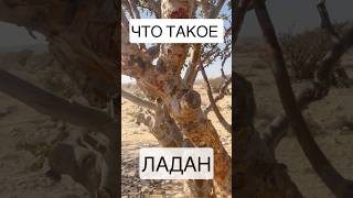 Что такое ЛАДАН на самом деле и чем он пахнет?